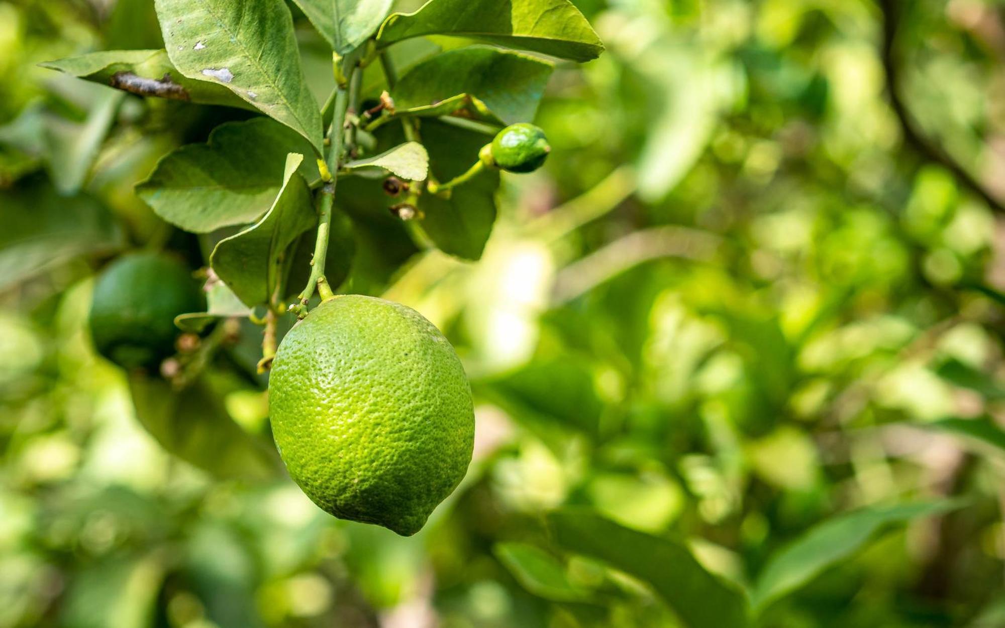 The Lemonary Marrakech Hotel Ouled Moumen Екстериор снимка