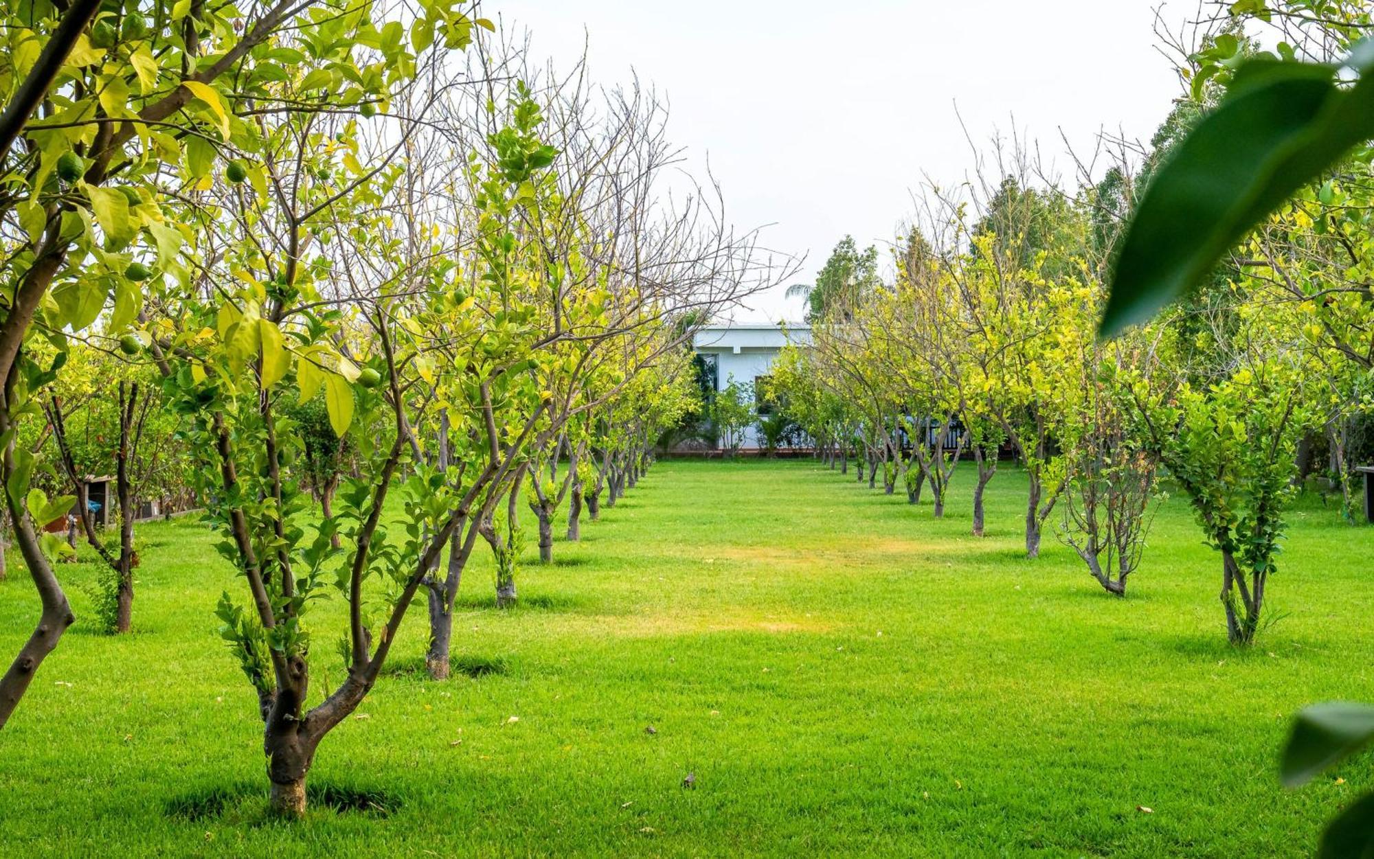 The Lemonary Marrakech Hotel Ouled Moumen Екстериор снимка