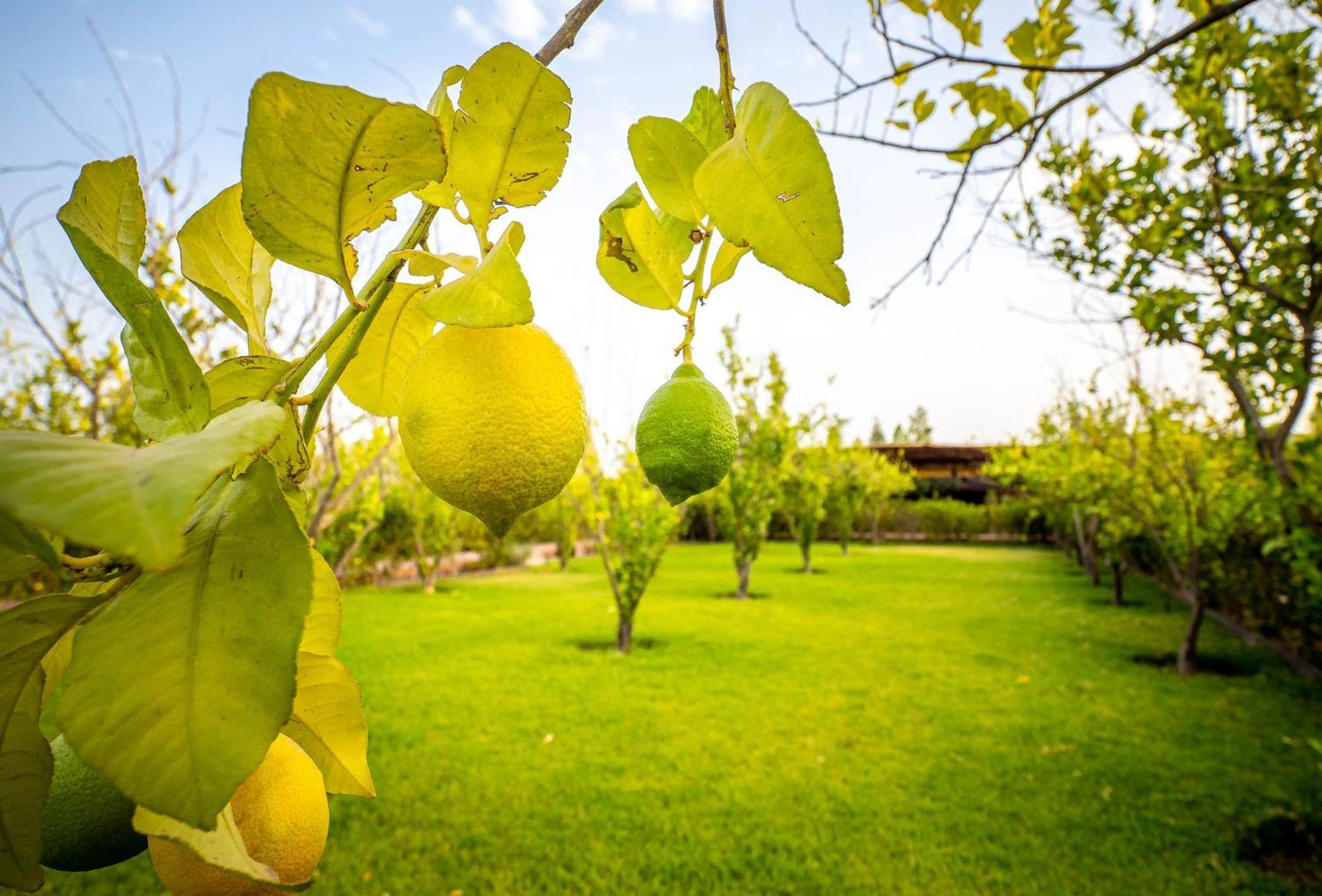 The Lemonary Marrakech Hotel Ouled Moumen Екстериор снимка